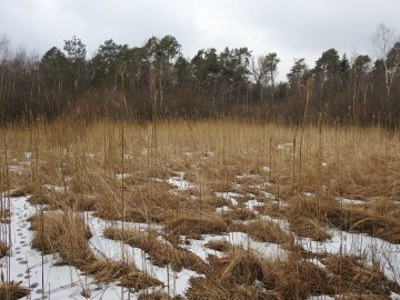 Czynna ochrona czarcikęsika Kluka w Spalskim PK – 2024, 